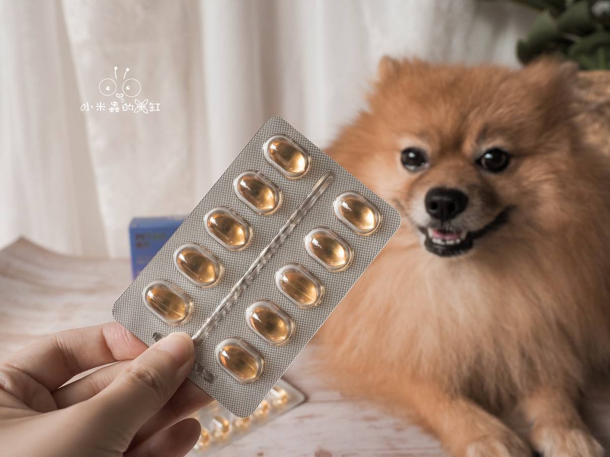 寵物保養品推薦|撇步PETBO寵物魚油膠囊分享&毛孩保健開箱,挑嘴狗也愛吃的營養好撇步! - 第6張圖