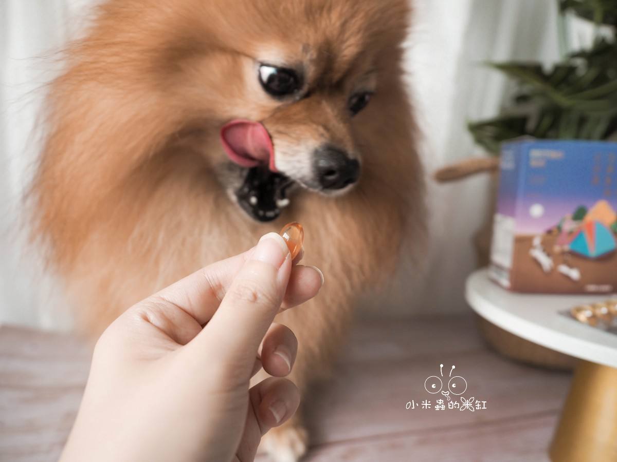 寵物保養品推薦|撇步PETBO寵物魚油膠囊分享&毛孩保健開箱,挑嘴狗也愛吃的營養好撇步! - 第9張圖