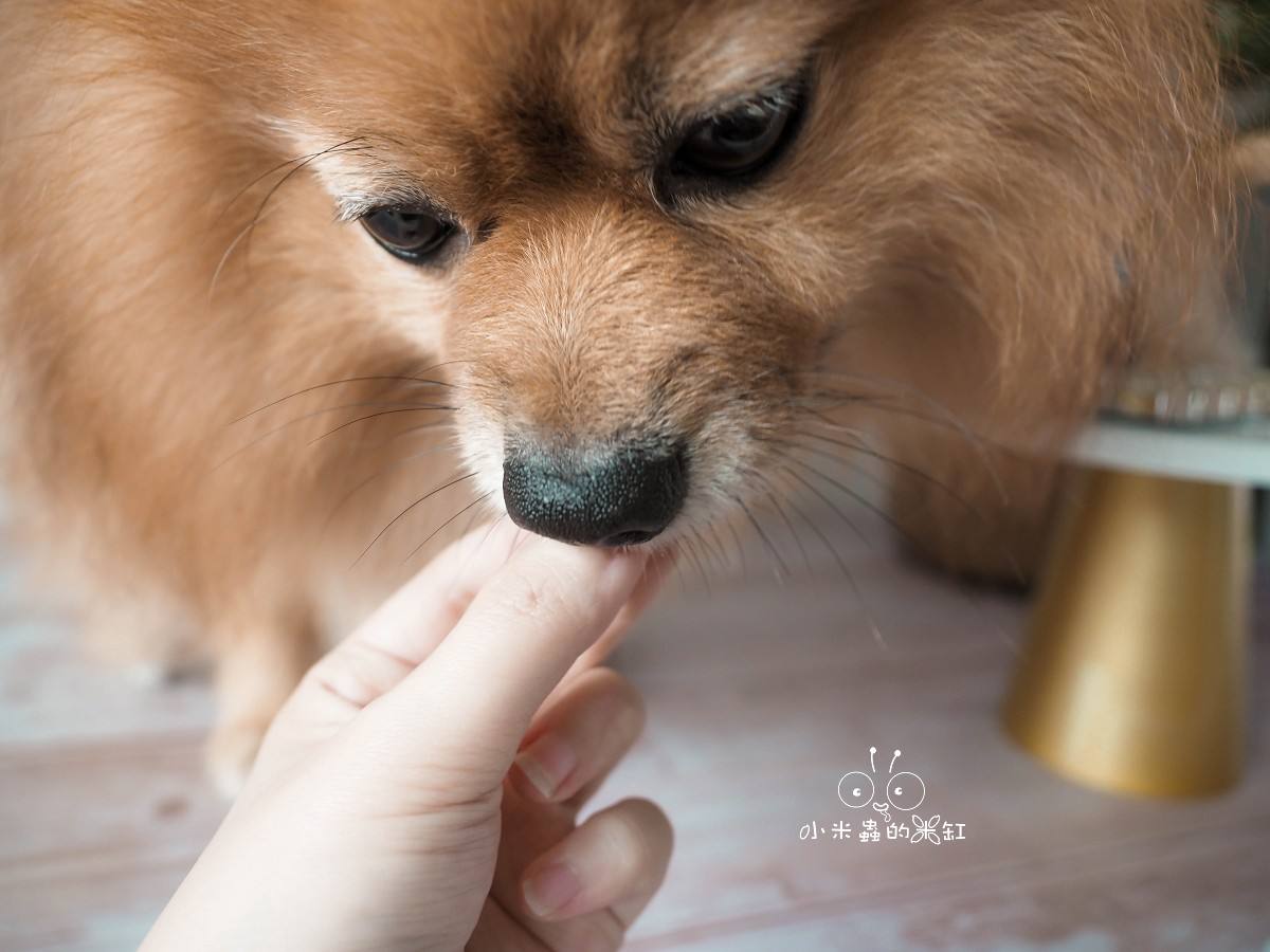寵物保養品推薦|撇步PETBO寵物魚油膠囊分享&毛孩保健開箱,挑嘴狗也愛吃的營養好撇步! - 第10張圖