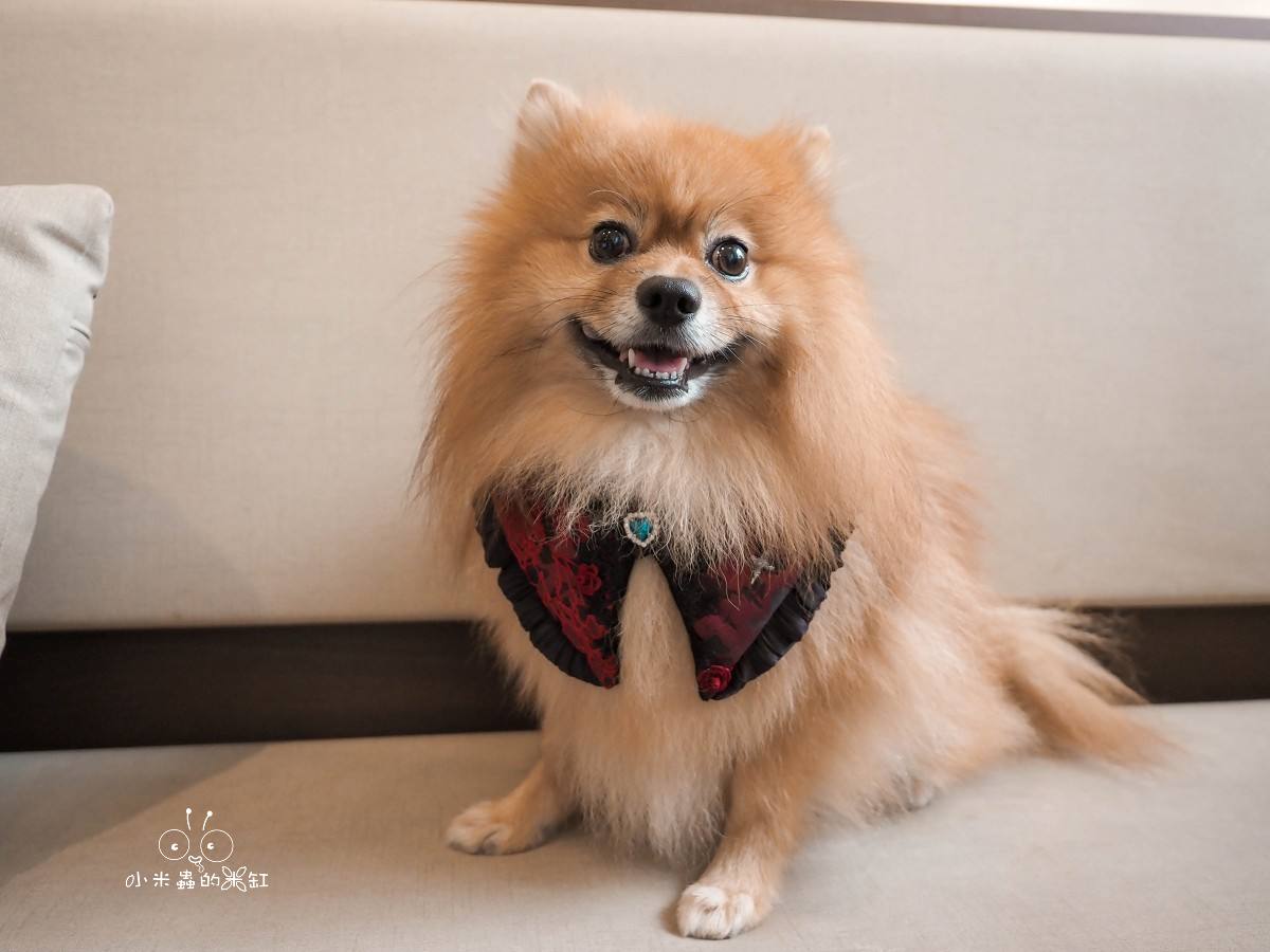 貳樓中山南西店|萬聖節限定「黑暗餐桌」登場!帶DUFFY一起品嘗詛咒班尼蛋的神秘早午餐 - 第10張圖 博美犬DUFFY坐在貳樓中山南西店沙發座位上,寵物友善早午餐餐廳,台北毛孩可入內餐廳