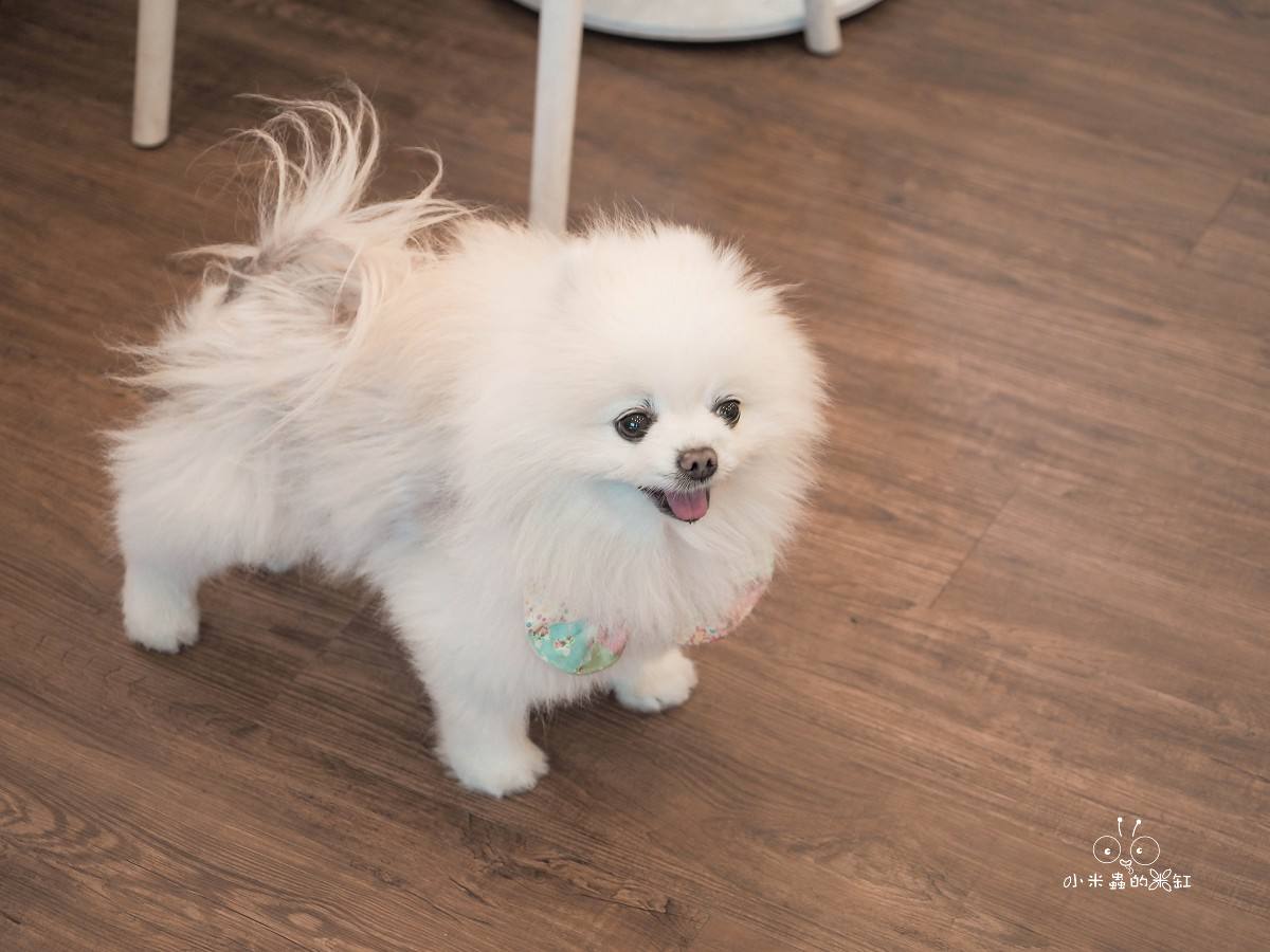 台北寵物友善咖啡廳推薦|好運站咖啡 萌度爆表!南機場旁的溫馨小店,有狗狗蛋糕、彩色候車椅超好拍 - 第11張圖