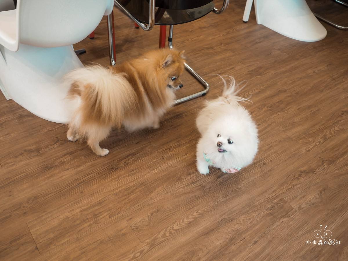 台北寵物友善咖啡廳推薦|好運站咖啡 萌度爆表!南機場旁的溫馨小店,有狗狗蛋糕、彩色候車椅超好拍 - 第12張圖