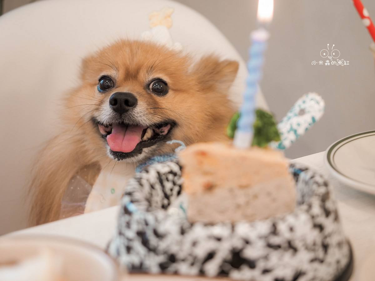 台北寵物友善咖啡廳推薦|好運站咖啡 萌度爆表!南機場旁的溫馨小店,有狗狗蛋糕、彩色候車椅超好拍 - 第26張圖