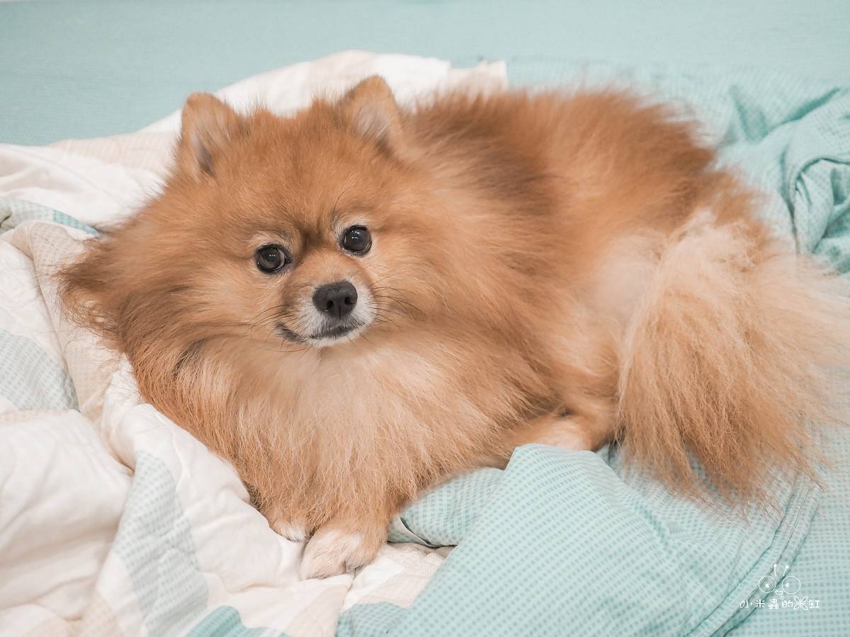 撇步 PETBO寵物腸胃保健益生菌開箱|DUFFY 的日常小保養!餵食方便、好攜帶,毛孩腸胃補充更輕鬆 - 第2張圖 撇步 PETBO寵物腸胃保健益生菌開箱|DUFFY 的日常小保養!餵食方便、好攜帶,毛孩腸胃補充更輕鬆