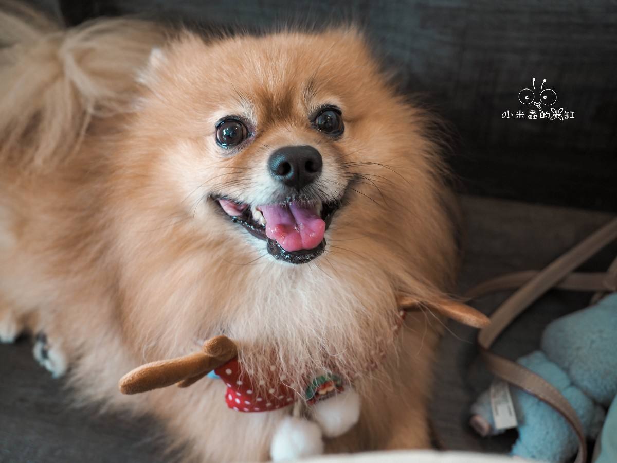 香菜控集合啦！南京三民 ASK for Cafe 香菜祭開跑，寵物友善咖啡廳連毛孩都想賴著不走