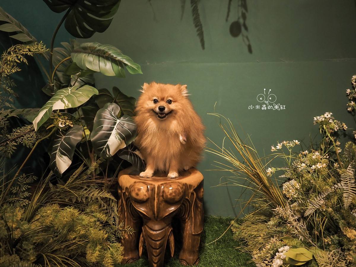 板橋早午餐推薦｜隔壁早餐 藏身市場巷弄的清新系早餐店，居然有舒芙蕾！寵物友善＋網美牆太犯規