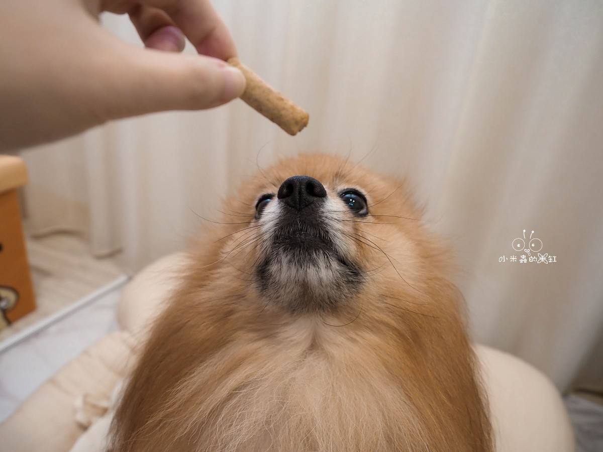 K9 Natural評價｜挑食狗DUFFY直接被收服！羊鹿主食凍乾開箱，高適口性真的有感！