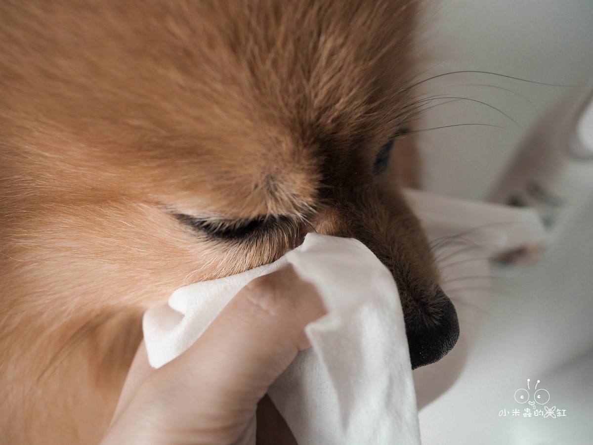 Aether依鈦抗菌專家開箱|寵物乾洗澡推薦!DUFFY每天上床睡,清潔不能馬虎!毛孩快速除臭+抗菌有感 - 第14張圖 Aether依鈦抗菌專家開箱|寵物乾洗澡推薦!DUFFY每天上床睡,清潔不能馬虎!毛孩快速除臭+抗菌有感