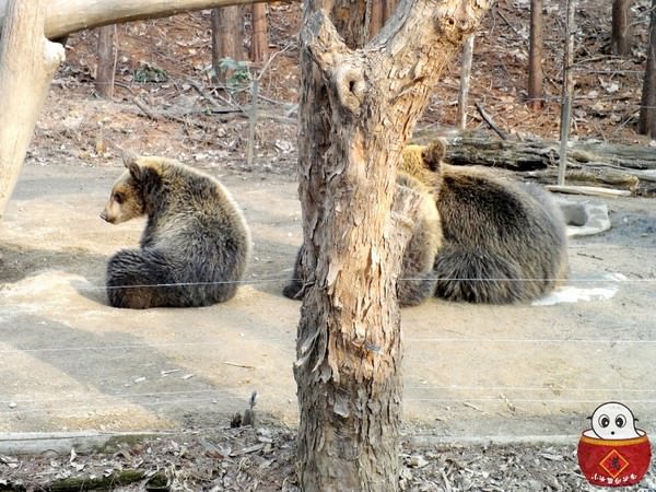 【韓國旅遊】愛寶樂園歡樂世界-世界第七大遊樂場,其實我是來到動物園吧!!? - 第48張圖