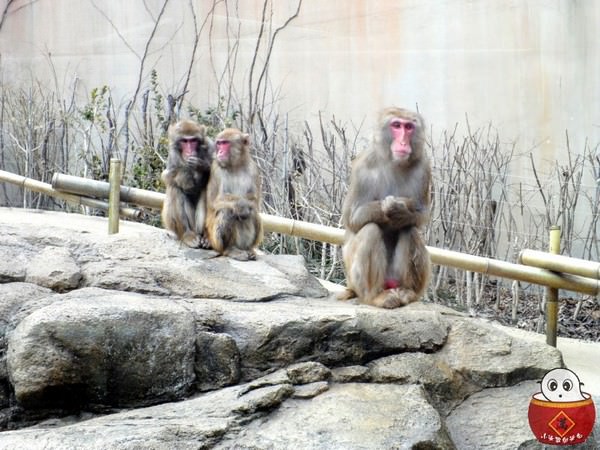 【韓國旅遊】愛寶樂園歡樂世界-世界第七大遊樂場,其實我是來到動物園吧!!? - 第9張圖