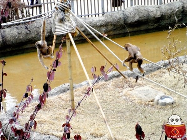 【韓國旅遊】愛寶樂園歡樂世界-世界第七大遊樂場,其實我是來到動物園吧!!? - 第17張圖