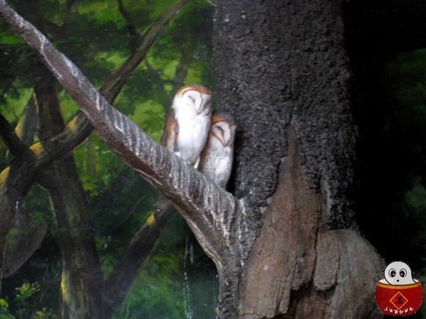 【韓國旅遊】愛寶樂園歡樂世界-世界第七大遊樂場,其實我是來到動物園吧!!? - 第25張圖